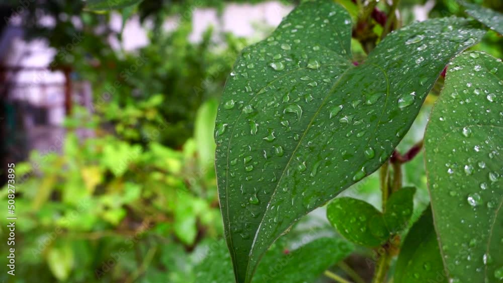 A close up shot of Dioscorea batatas (Igname de Chine) leaves and vine. Horticultural climbing plants in an Indian garden. A close up shot of Dioscorea batatas (Igname de Chine) leaves and vine. Horticultural climbing plants in an Indian garden.