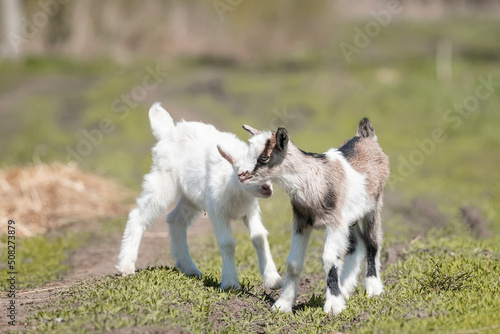 small goat in a field of wheat.