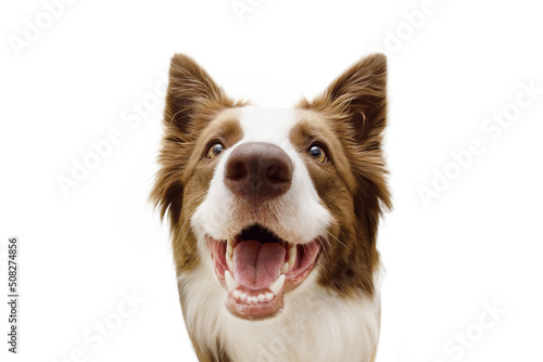 Close-up happy border collie dog with smiling expression. Isolated on white background