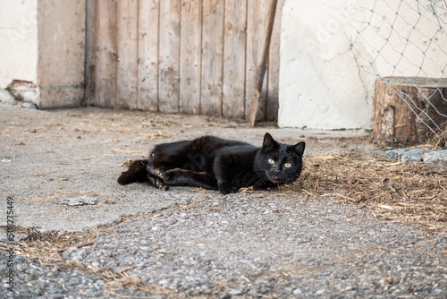 little black cat lies on the street