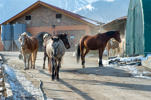 horses on the farm © Александр Ульман