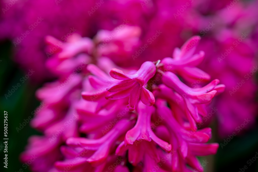 pink Hyacinths in the netherlends