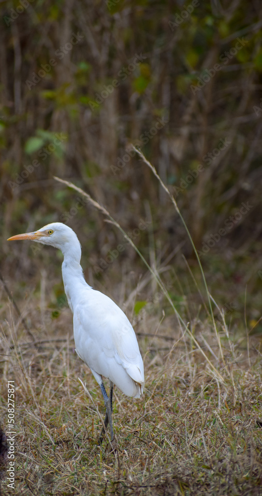 Obraz premium great white heron