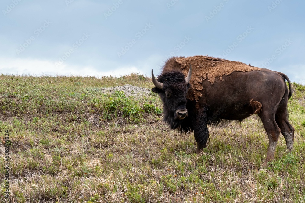 American Bison in the field of Theodore Roosevelt NP, North Dako