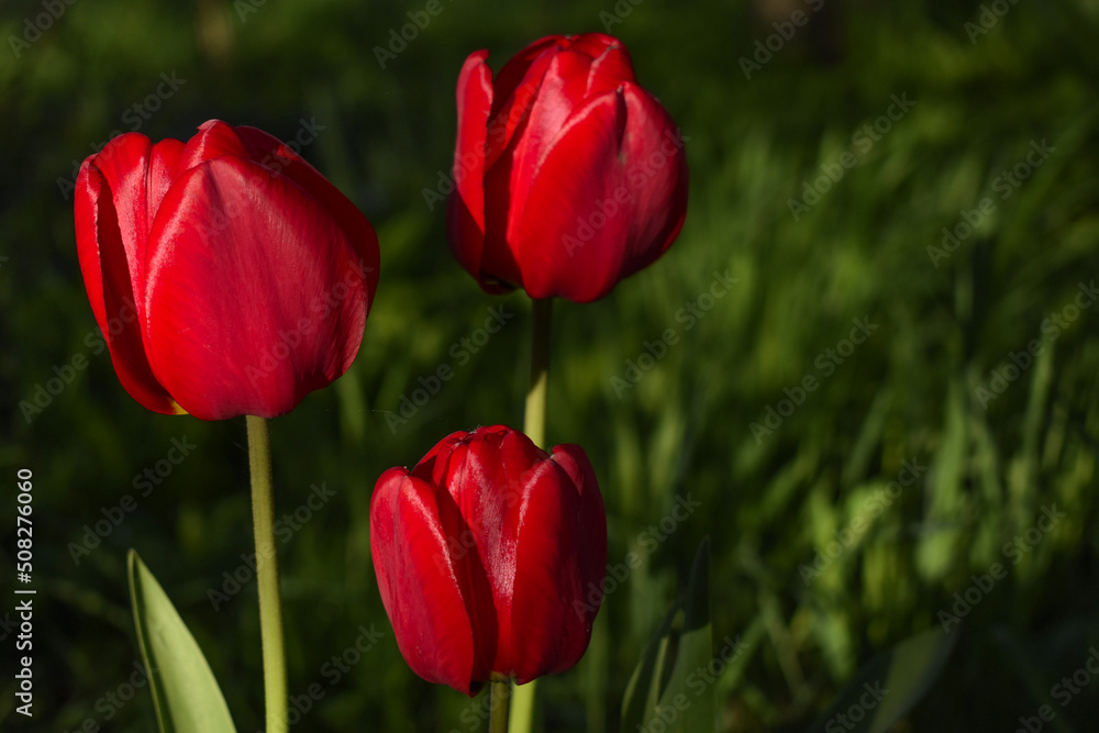 Tulips lit up with sunlight in shaded garden