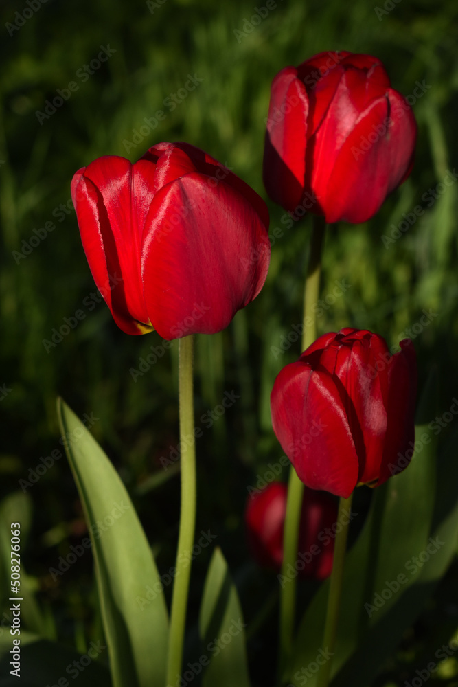 Red tulips in a shaded garden