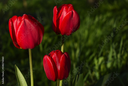 Tulips lit up with sunlight in shaded garden
