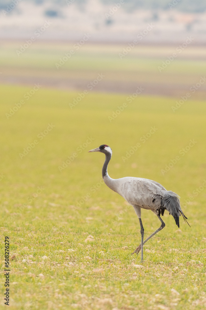 Fototapeta premium A flock of eurasian crane (Grus grus) in winter in Gallocanta