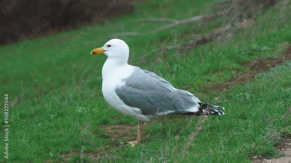 Yellow-legged gulls stand on the road and clean wings and feathers. Larus michahellis Yellow-legged gulls stand on the road and clean wings and feathers. Larus michahellis