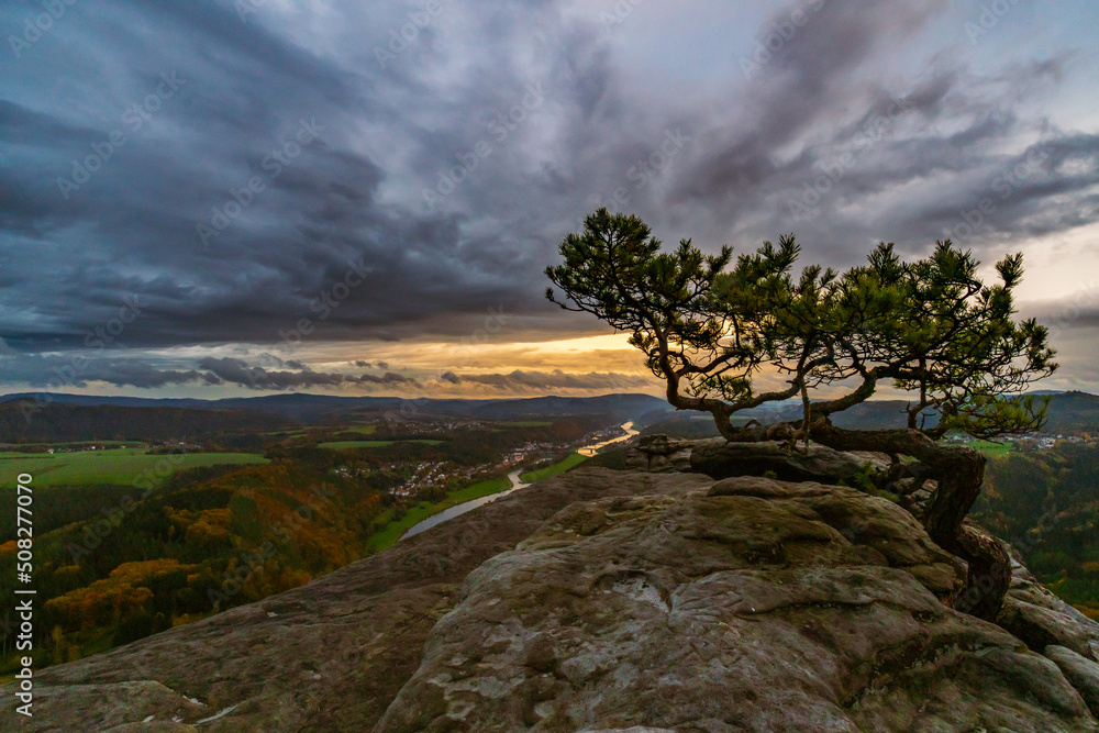 wetterkiefer Lilienstein in der sächsischen schweiz