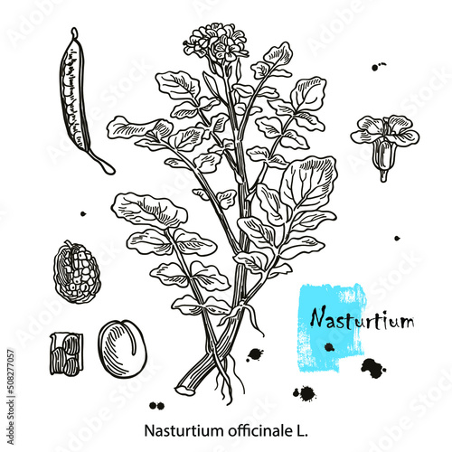 Nasturtium officinale, aquatic medicinal plant. Hand drawn botanical vector illustration
