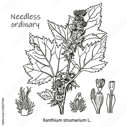 Outline drawing of a needless. A plant hand drawing. Black and white flowers and leaves. Botanical vector illustration.