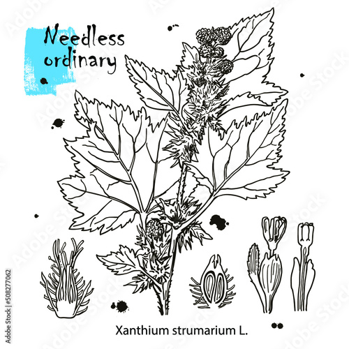 Outline drawing of a needless. A plant hand drawing. Black and white flowers and leaves. Botanical vector illustration.