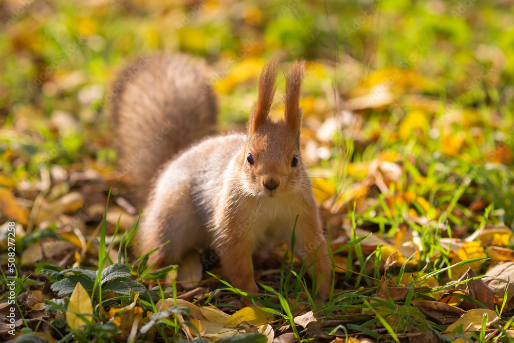 Urban Explorer: Inquisitive Squirrel at the Park Urban Explorer: Inquisitive Squirrel at the Park