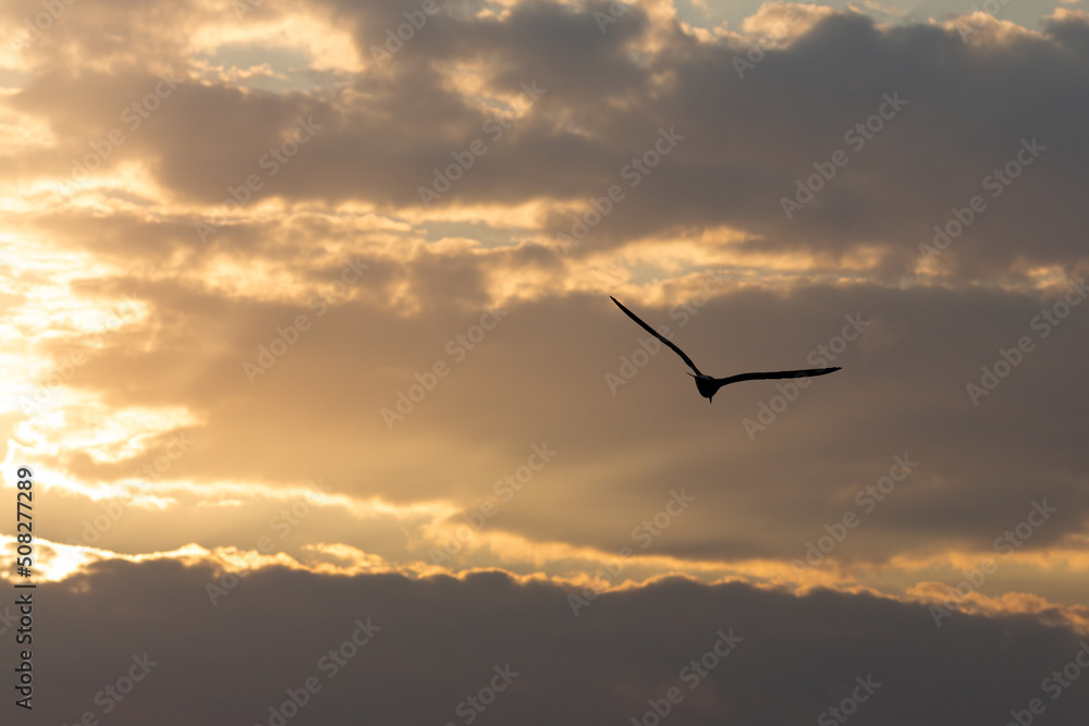 Majestic Morning: Seagull Soaring in the Sky Majestic Morning: Seagull Soaring in the Sky