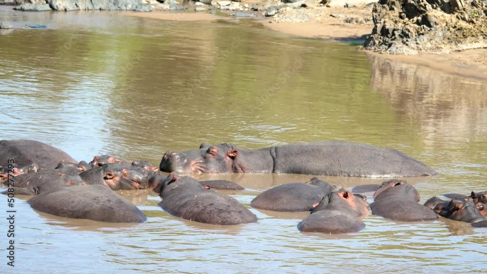 Herd Of Hyppos Swims In River With Brown Water In Wild Of Africa Herd Of Hyppos Swims In River With Brown Water In Wild Of Africa