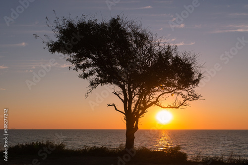 New Day Rising  Tree Silhouette at Sunrise