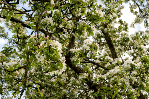 Closeup of White flourishing spring trees in the park. Spring banner with place for text
