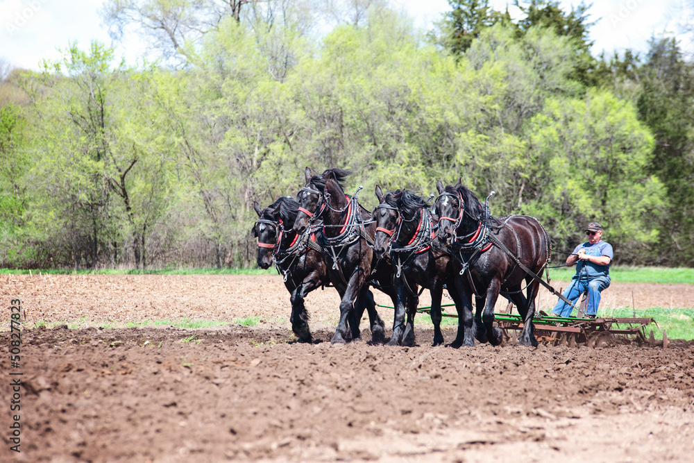 Man plowing a field with a team of four black Percheron horses. Man plowing a field with a team of four black Percheron horses.