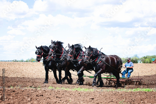 Man plowing a field with a team of four black Percheron horses. photo