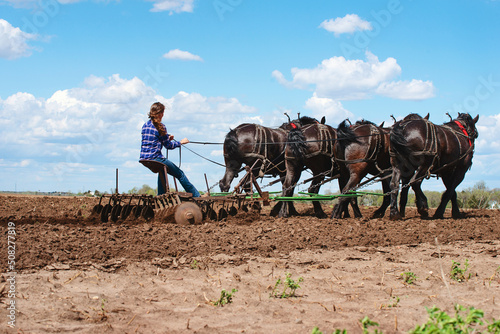 Woman plowing a field with a team of four black Percheron horses. photo