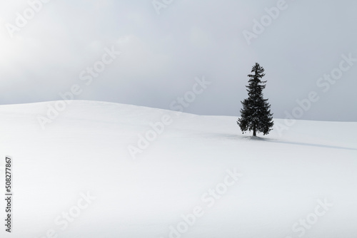 Lone pine tree in a snow field in winter, Hokkaido, Japan