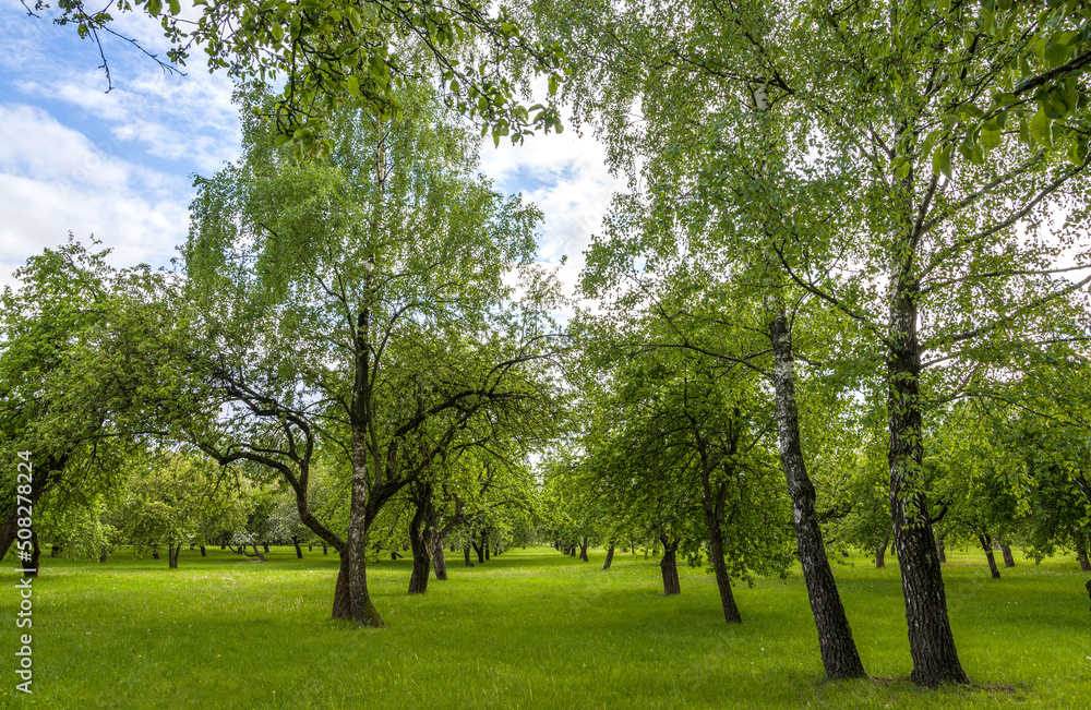 Trees in the park in spring. Nature awakening Trees in the park in spring. Nature awakening