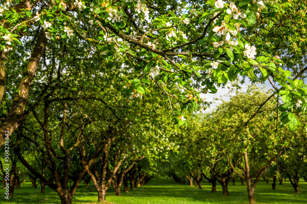 Closeup of White flourishing spring trees in the park. Spring banner with place for text.Selective focus Closeup of White flourishing spring trees in the park. Spring banner with place for text.Selective focus