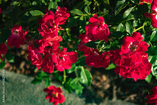 Ground  cover  rose also known as drift rose