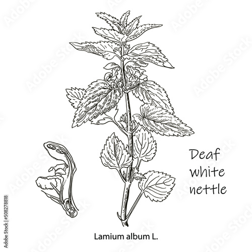 Nettle vector drawing. Isolated medical plant with leaves. Herbal engraved style illustration. Detailed botanical sketch for tea, organic cosmetic, medicine, aromatherapy