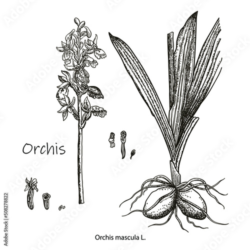 Vector images of medicinal plants. Detailed botanical illustration for your design. Biological additives are. Healthy lifestyle. Orchis
