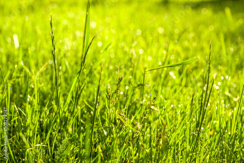 Fresh grass in the after after rain under sun rays. Nature banner.Selective focus
