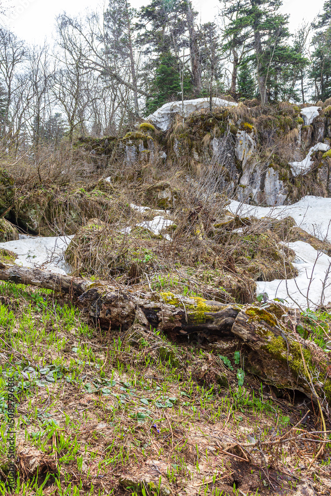 spring, awakenings in nature on subalpine meadows, remnants of snow cover. spring, awakenings in nature on subalpine meadows, remnants of snow cover.
