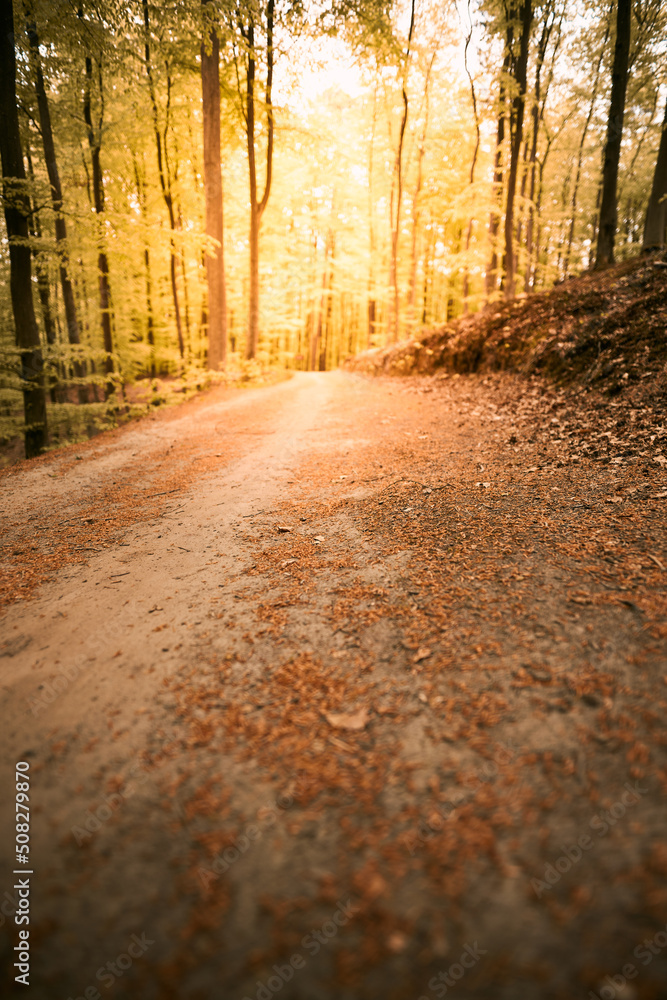 Empty road in woods in autumn. Macro photo of an empty pathway in the forest. Indian summer in the forest. Empty road in woods in autumn. Macro photo of an empty pathway in the forest. Indian summer in the forest.