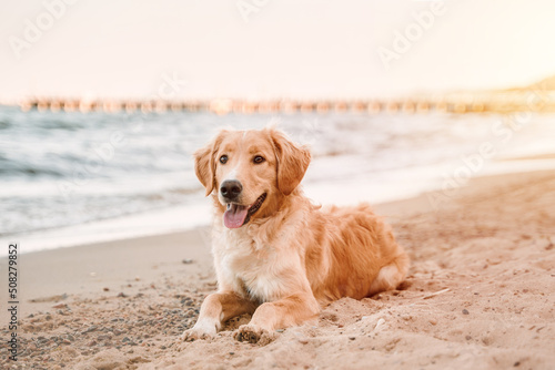 Golden retriever on the coastline. Companion dog sitting on the sandy beach