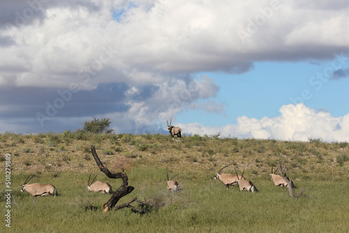 Gemsbok or South African Oryx in the Kgalagadi