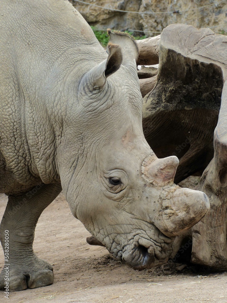 Pairi Daiza Zoo, Belgium - September 2018 : View of the white rhinoceros Pairi Daiza Zoo, Belgium - September 2018 : View of the white rhinoceros