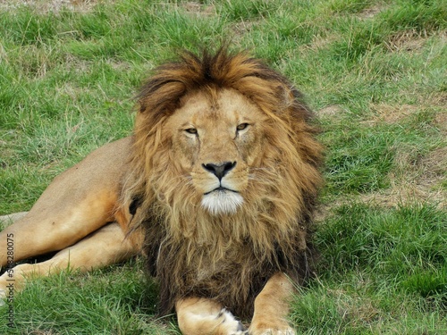 Fototapeta Naklejka Na Ścianę i Meble -  Pairi Daiza Zoo, Belgium - September 2018 : View of the African lion