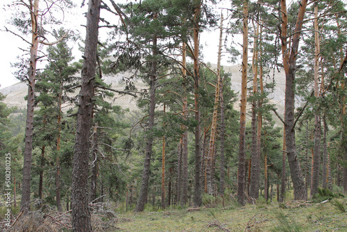 Fototapeta Naklejka Na Ścianę i Meble -  A Scots pine (Pinus sylvestris) forest in Piedrafita de Babia (León) Spain