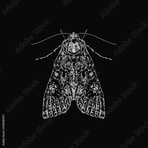 Cabbage Moth hand drawing vector illustration isolated on black background