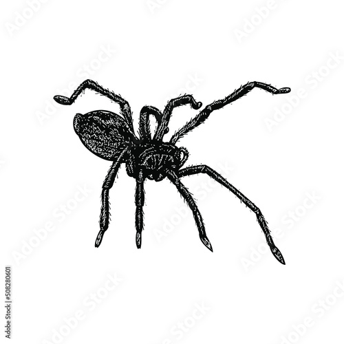 Yellow Sac Spider illustration isolated on background