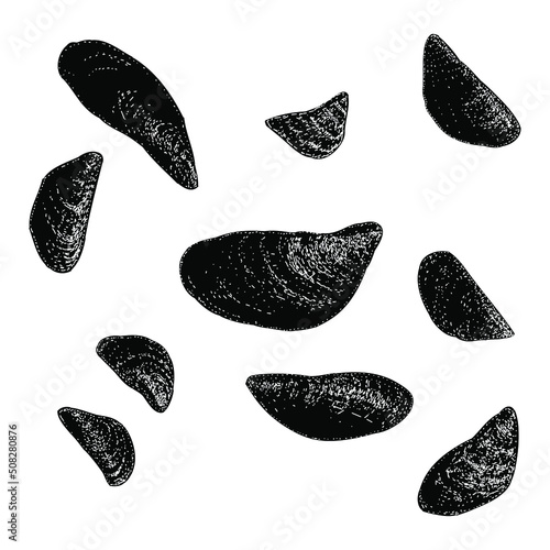 Zebra Mussels illustration isolated on background