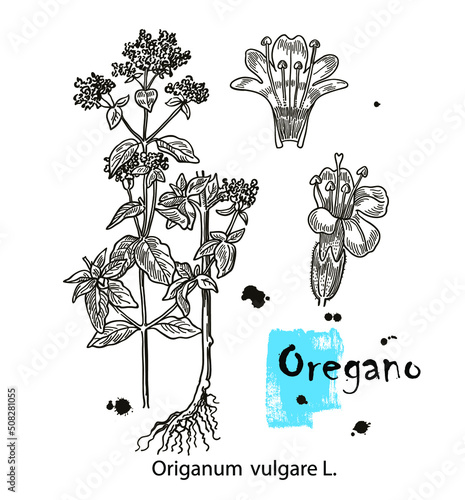 Ink oregano herbal detalied illustration. Hand drawn botanical sketch style. Good for using in packaging - tea, condinent, oil etc - and other applications photo