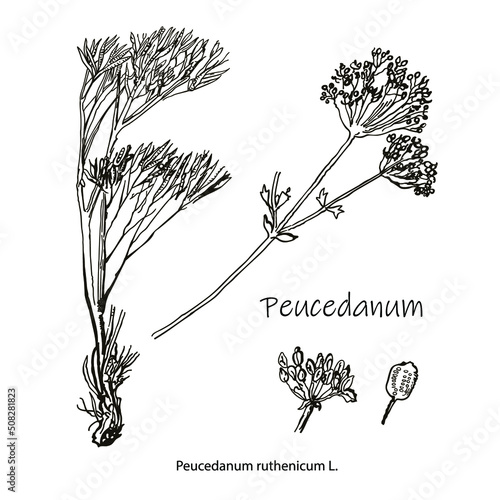 Hogs fennel, or sulphurweed Peucedanum officinale, medicinal plant. Hand drawn botanical vector illustration photo