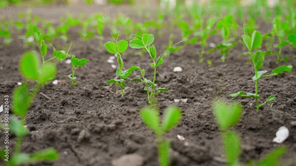 Flying around the sprout chamber of young green peas in a garden bed. Close-up of fresh pea sprouts in spring Flying around the sprout chamber of young green peas in a garden bed. Close-up of fresh pea sprouts in spring