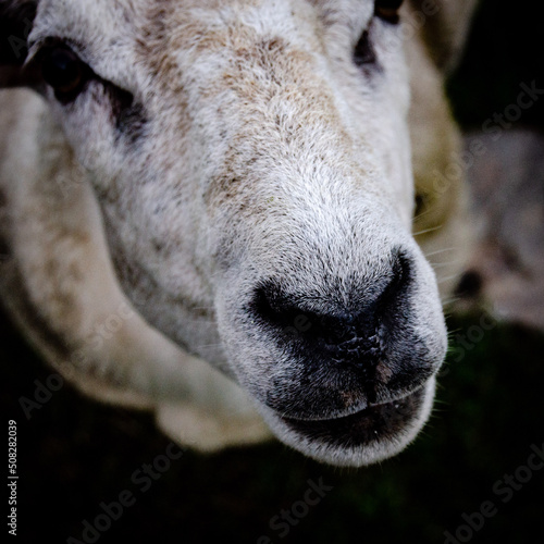 close up of a sheep