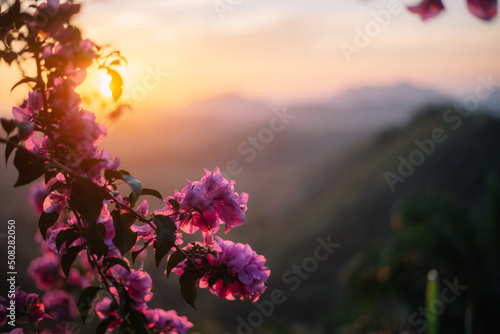 blurr Pink Japanese cherry blossoms in golden evening light, blooming with sun ray in morning