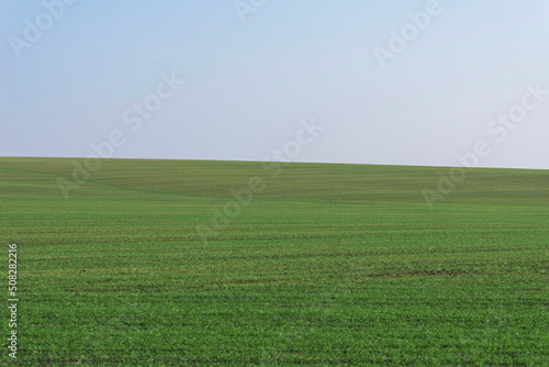 Green field with blue sky as background.