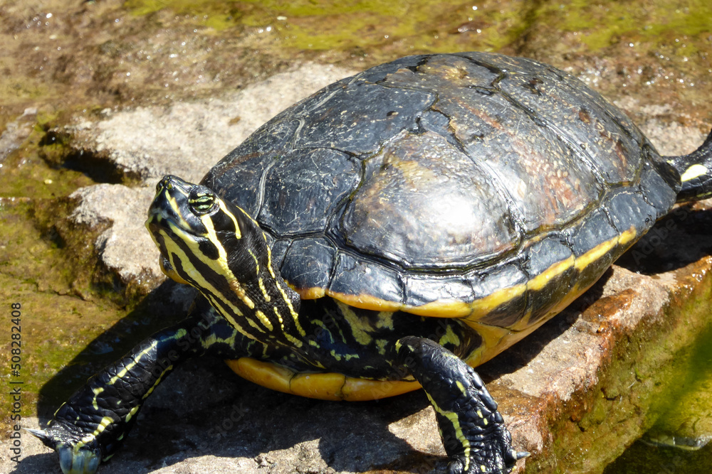 Freche hinaufschauende Schildkröte mit gelb schwarzem Muster auf der Haut . turtule tortoise with yellow stripes on the head sunning in the sun . Freche hinaufschauende Schildkröte mit gelb schwarzem Muster auf der Haut . turtule tortoise with yellow stripes on the head sunning in the sun .