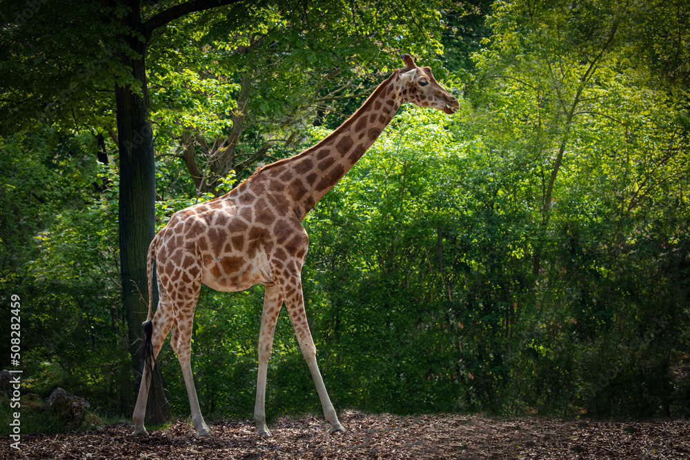 a tall giraffe standing in front of forest trees a tall giraffe standing in front of forest trees